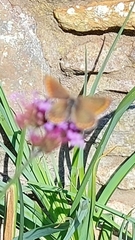 Aricia agestis