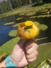 Nuphar polysepala
