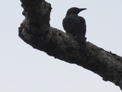 Onychognathus fulgidus