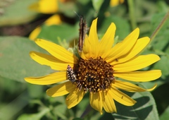 Acmaeodera disjuncta
