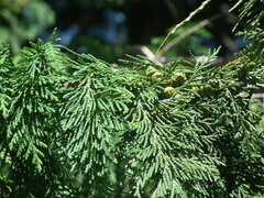 Chamaecyparis pisifera