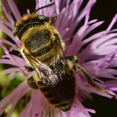 Eutricharaea