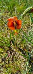 Gladiolus alatus