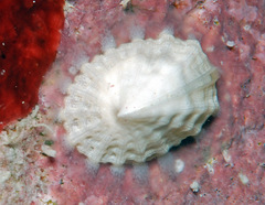 Emarginula concinna