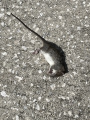 Rattus rattus