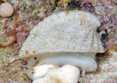 Emarginula concinna