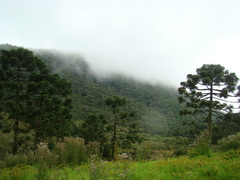 Araucaria angustifolia
