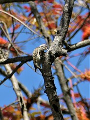 Chloropicus fuscescens