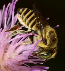 Eutricharaea