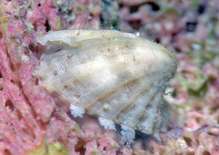 Emarginula concinna