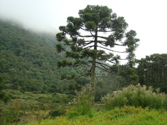 Araucaria angustifolia