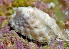Emarginula concinna