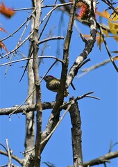 Chloropicus fuscescens