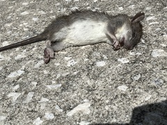 Rattus rattus