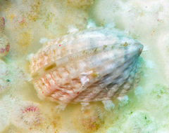 Emarginula concinna