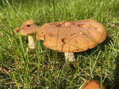 Suillus luteus
