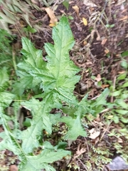 Echinops sphaerocephalus