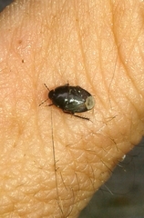 Macroscytus brunneus