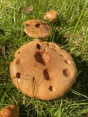 Suillus luteus