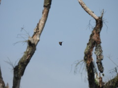 Polyboroides typus