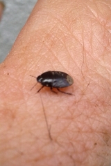 Macroscytus brunneus