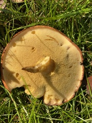 Suillus luteus