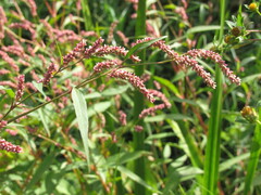 Persicaria lapathifolia