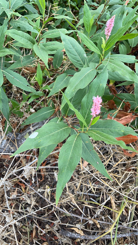 iNaturalist observation photo of water smartweed