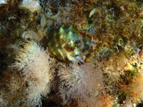 Crvenousna purpura (Stramonita haemastoma)