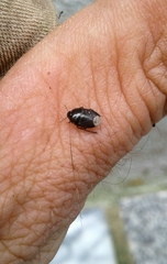 Macroscytus brunneus