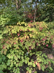 Cornus alternifolia