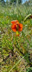 Gladiolus alatus