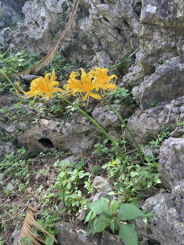 Lycoris traubii, photograph 4