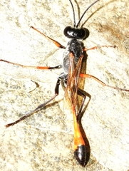Ammophila heydeni