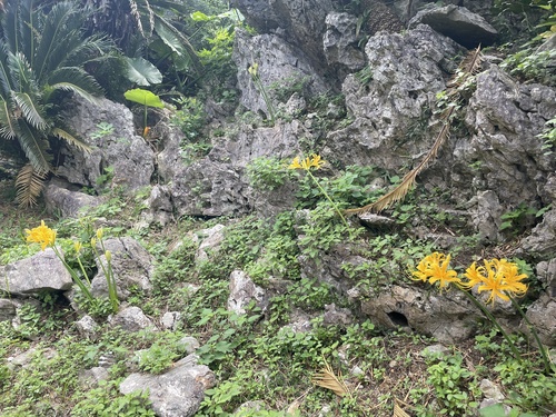Lycoris traubii, photograph 5