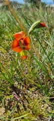 Gladiolus alatus