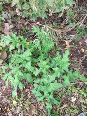 Echinops sphaerocephalus