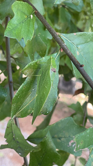 Microcentrum retinerve