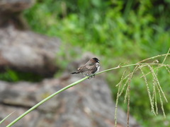 Spermestes cucullata