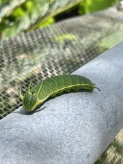 Polyura weismanni