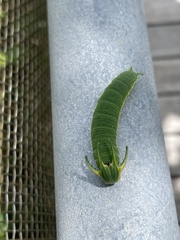 Polyura weismanni