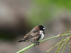 Spermestes cucullata