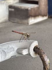 Sympetrum frequens