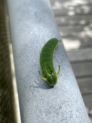 Polyura weismanni