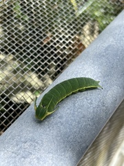Polyura weismanni