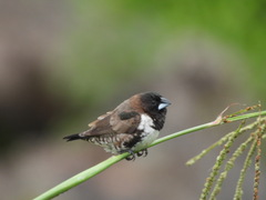 Spermestes cucullata