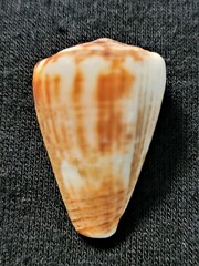 Conus gladiator