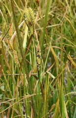 Carex utriculata