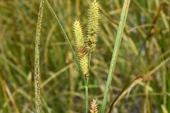 Carex utriculata