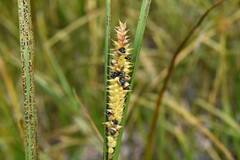 Carex utriculata